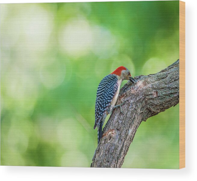 Bird Wood Print featuring the photograph Woody by Cathy Kovarik