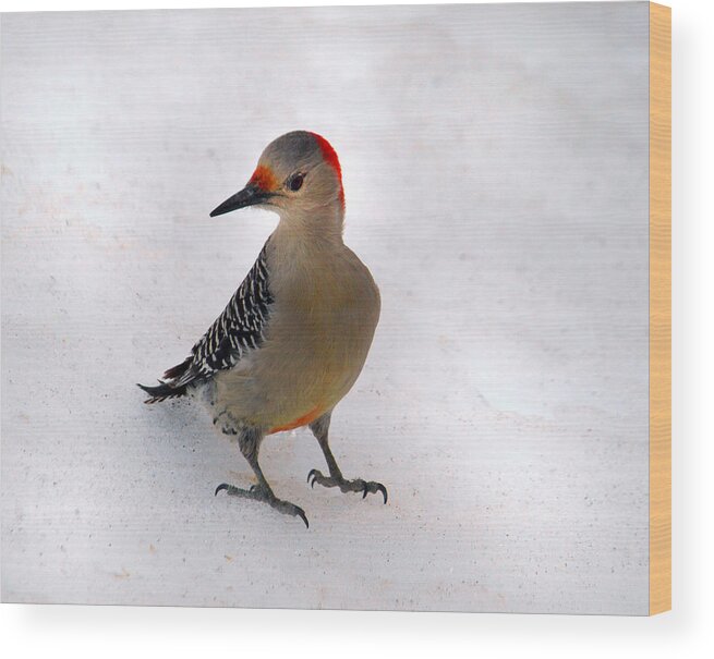 Woodpecker Wood Print featuring the painting Woody Portrait by Kim