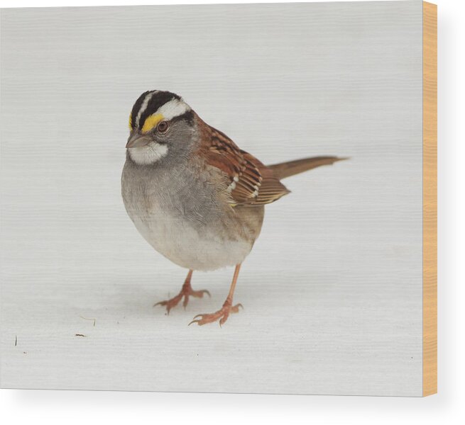 Nature Wood Print featuring the photograph WT Sparrow by Gerry Sibell