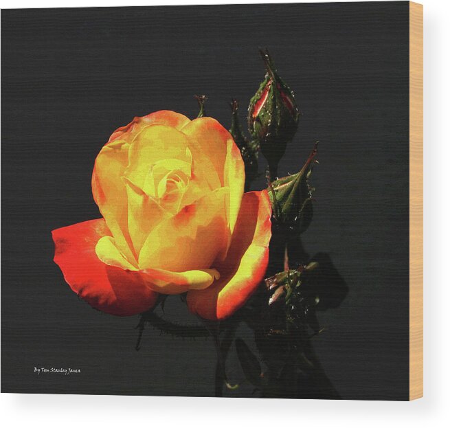 Yellow And Red Rose Wood Print featuring the digital art Yellow And Red Rose by Tom Janca