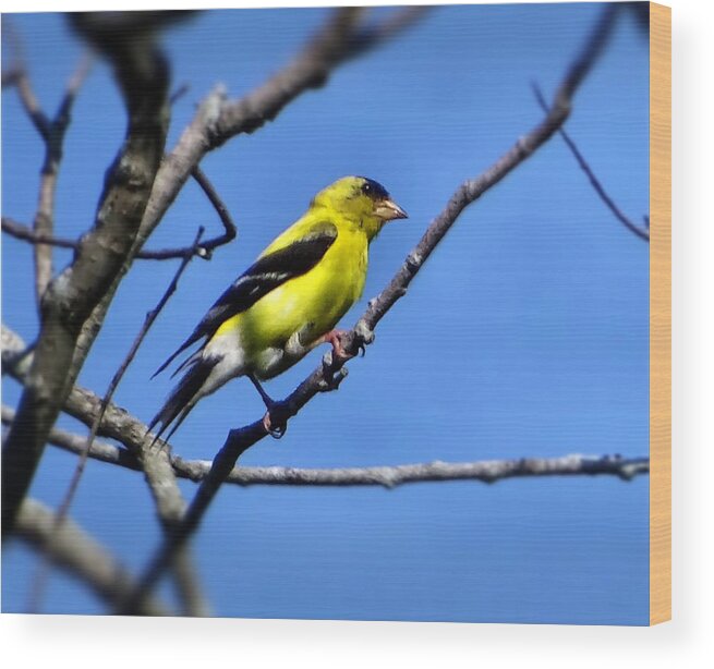 Bird Wood Print featuring the photograph Yellow bird by Lilia S