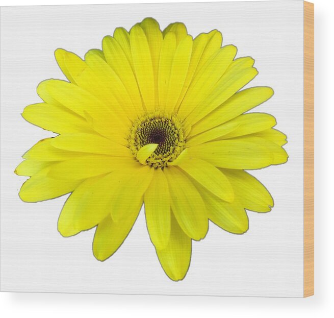 Yellow Wood Print featuring the photograph Yellow Daisy Flower by Delynn Addams by Delynn Addams