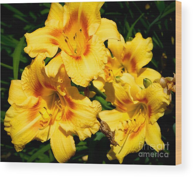 Artoffoxvox Wood Print featuring the photograph Yellow Day Lilies by Kristen Fox