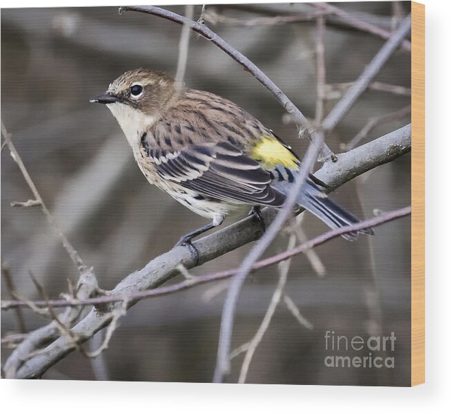 Canon Wood Print featuring the photograph Yellow-Rumped Warber in Fall Colors by Ricky L Jones