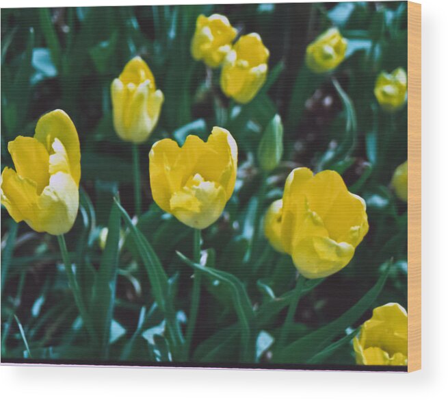 Film Wood Print featuring the photograph Yellow Tulips--Film Image by Matthew Bamberg
