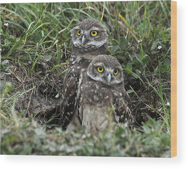 Owl Wood Print featuring the photograph You Go First by Keith Lovejoy