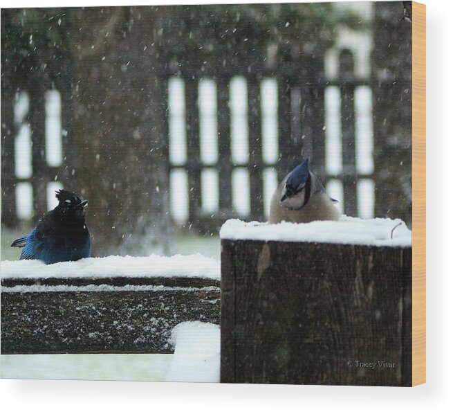 Blue Jays Wood Print featuring the photograph You Look Familiar but.... by Tracey Vivar