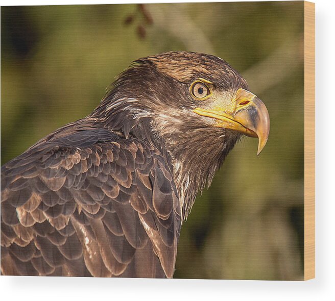 Juvenile Bald Eagle Wood Print featuring the photograph Young Bald Eagle Portrait by Carl Olsen