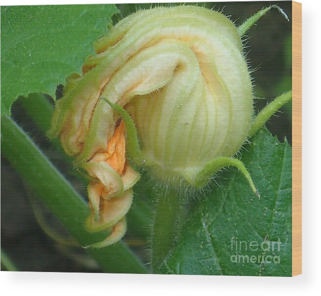 Nature Wood Print featuring the photograph Young Pumpkin Blossom by Christina Verdgeline