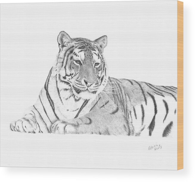 Tiger Wood Print featuring the drawing Zarina a Siberian Tiger by Patricia Hiltz