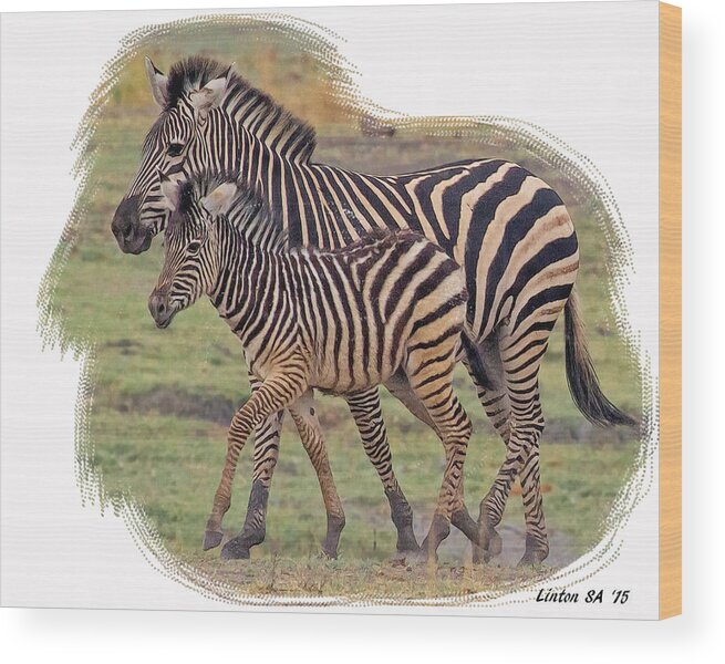 Zebra Wood Print featuring the digital art Zebra Mare And Foal by Larry Linton