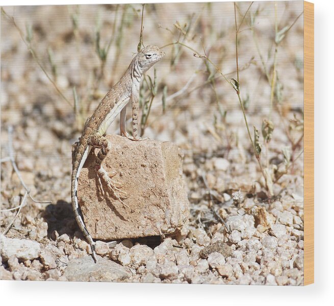 Darin Volpe Nature Wood Print featuring the photograph Zebra-Tailed Lizard - Saguaro National Park by Darin Volpe