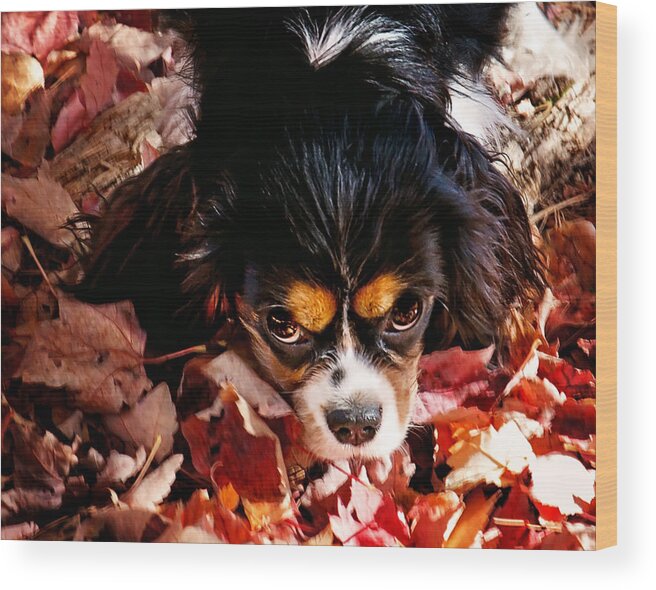 Tri Colored Cavalier King Chalres Spaniel Wood Print featuring the photograph Zoey - Look Into My Eyes by Gwen Gibson