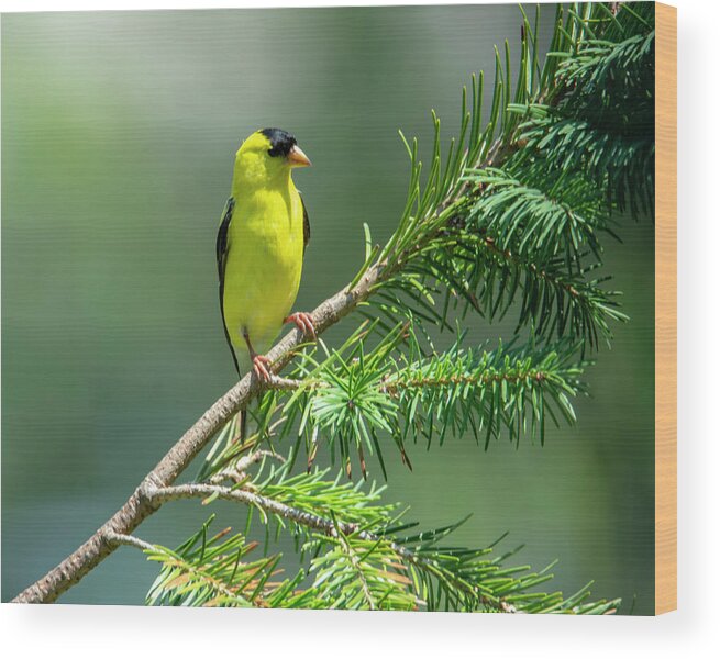 Bird Wood Print featuring the photograph American Goldfinch by Cathy Kovarik