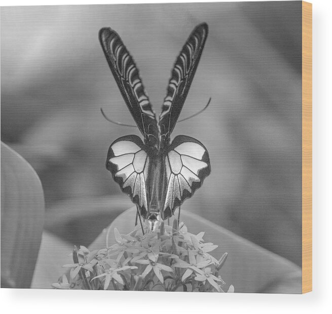 Disk1215 Wood Print featuring the photograph Birdwing Butterfly #1 by Tim Fitzharris