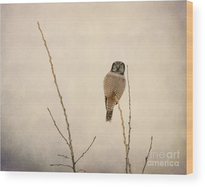 Hawk Owl Wood Print featuring the photograph Ethereal #1 by Heather King