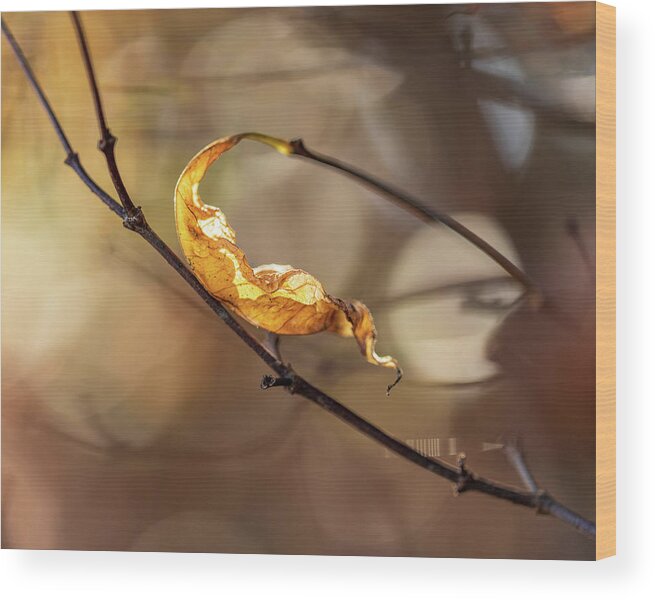 Fall Wood Print featuring the photograph Nature Photography - Fall Leaves by Amelia Pearn