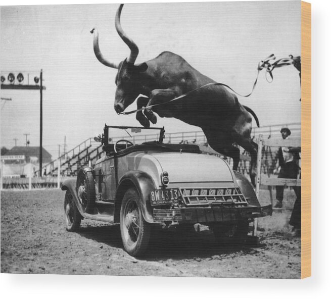 Horned Wood Print featuring the photograph Hurdling Steer #1 by Fpg