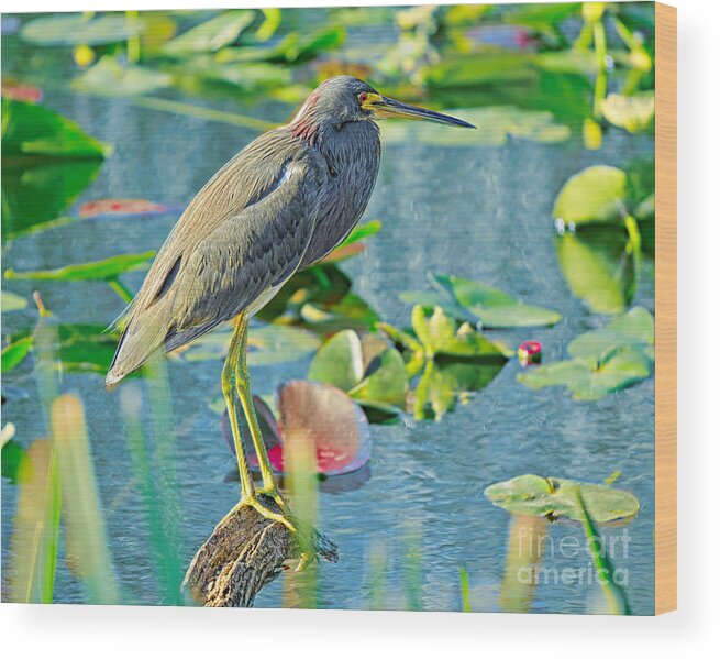 Birds Wood Print featuring the photograph In Balance #2 by Judy Kay