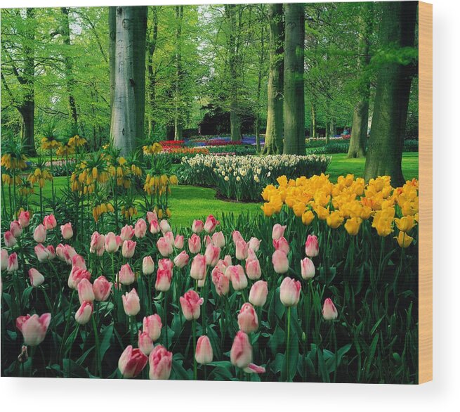 Estock Wood Print featuring the digital art Keukenhof Gardens, Lisse, Netherlands #1 by Giovanni Simeone