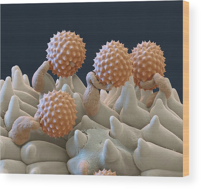 Ambrosia Wood Print featuring the photograph Pollen And Pollen Tubes, Sem by Oliver Meckes EYE OF SCIENCE