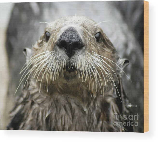 Denise Bruchman Wood Print featuring the photograph Sea Otter Face by Denise Bruchman