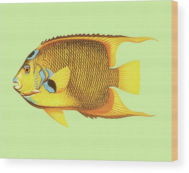 Animal Wood Print featuring the drawing Tropical Fish #1 by CSA Images