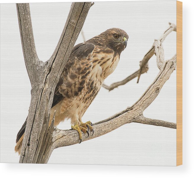 Bird Wood Print featuring the photograph Red Tailed Hawk #15 by Dennis Hammer