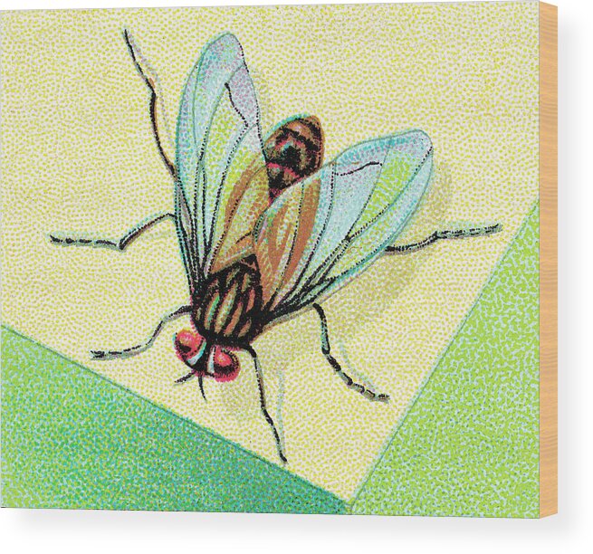 Animal Wood Print featuring the drawing Insect #16 by CSA Images