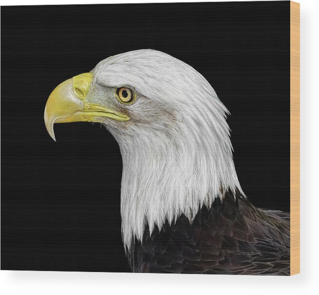 Animal Themes Wood Print featuring the photograph Bald Eagle #2 by Dansphotoart On Flickr