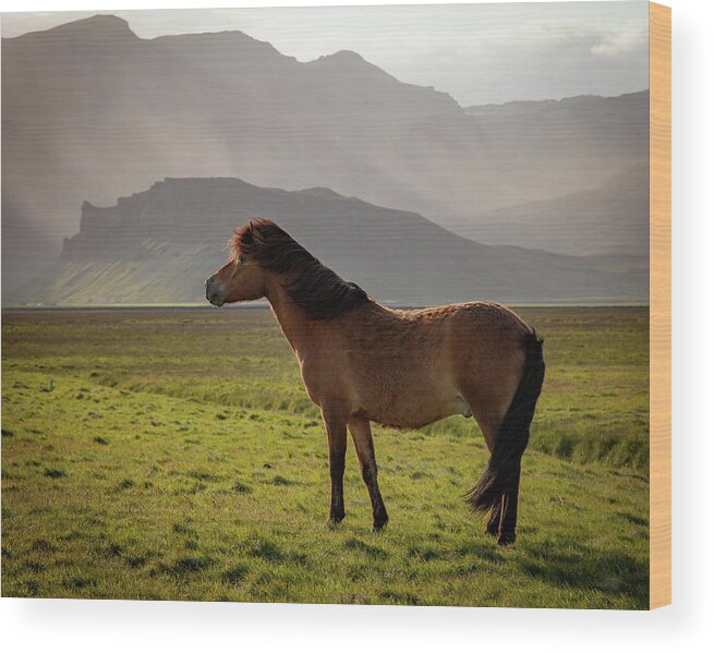Iceland Wood Print featuring the photograph Icelandic Horse #2 by Peter OReilly