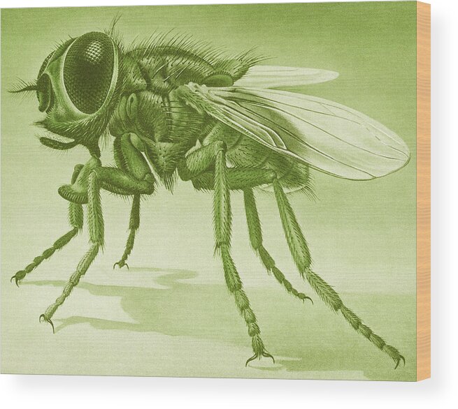 Animal Wood Print featuring the drawing Large Fly #2 by CSA Images