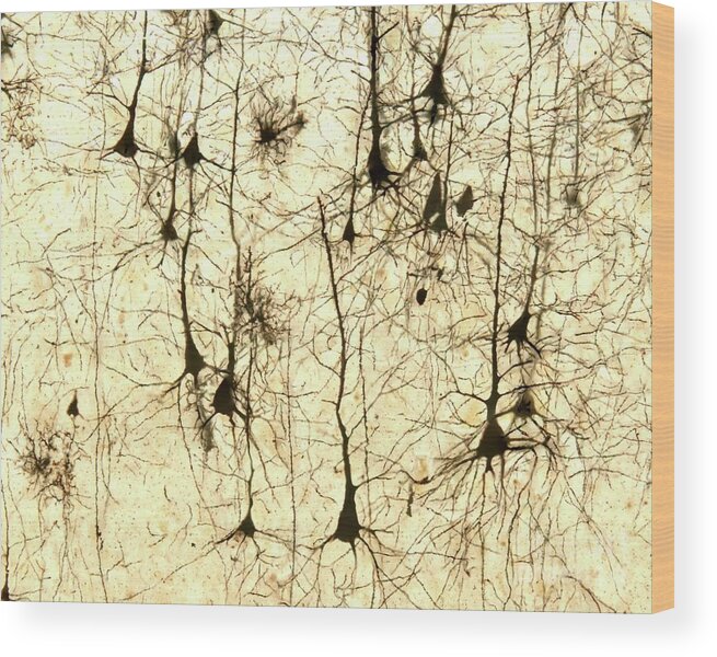Brain Wood Print featuring the photograph Pyramidal Cells #2 by Jose Calvo / Science Photo Library