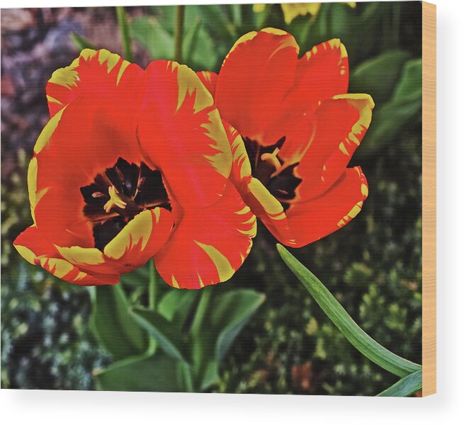 Tulips Wood Print featuring the photograph 2019 Acewood Red and Yellow 1 by Janis Senungetuk