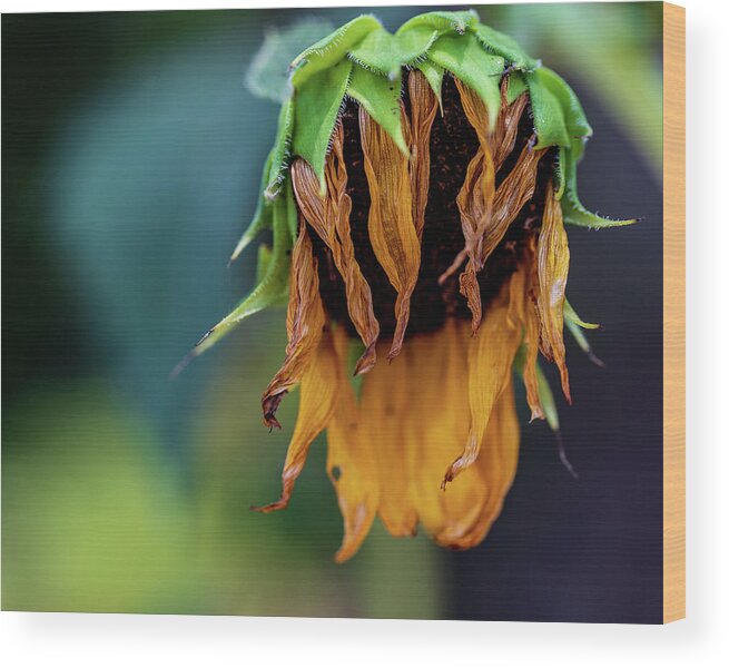 Arboretum Wood Print featuring the photograph Nature Photography Sunflower by Amelia Pearn