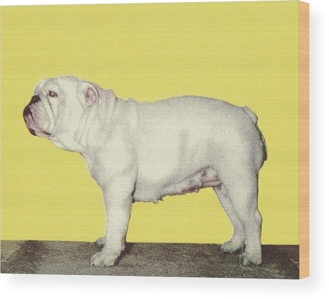 Animal Wood Print featuring the drawing Bulldog #49 by CSA Images