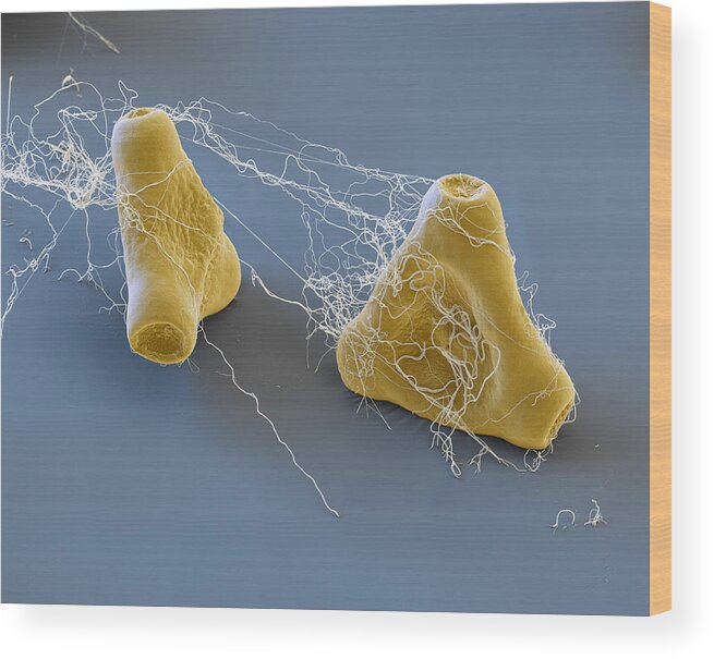 Botany Wood Print featuring the photograph Evening Primrose Pollen, Sem #7 by Meckes/ottawa