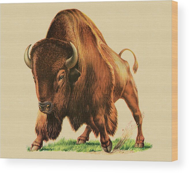 Antler Wood Print featuring the drawing Buffalo #9 by CSA Images