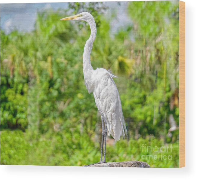 Egrets Wood Print featuring the photograph A Birds View by Judy Kay