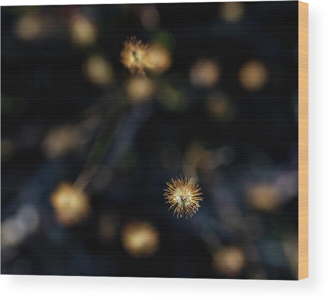 Abstract Wood Print featuring the photograph Nature Photography - Abstract by Amelia Pearn