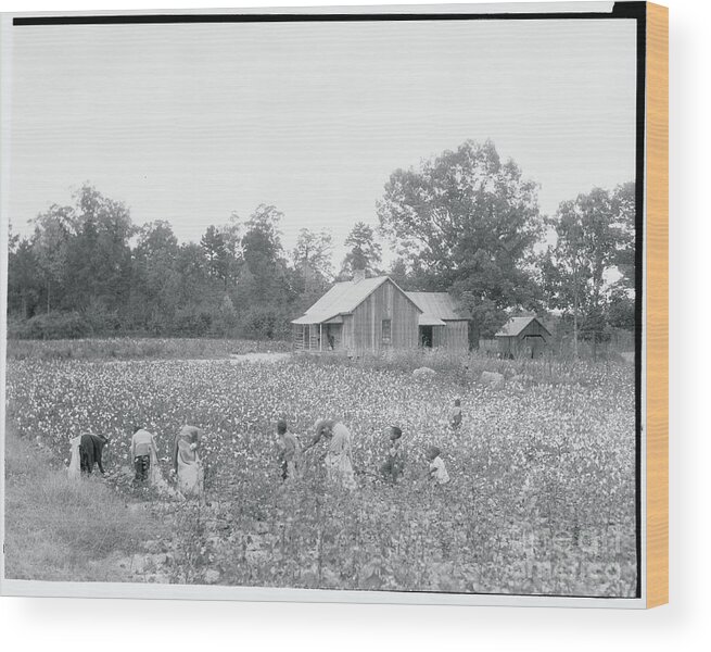 Working Wood Print featuring the photograph African Americans Cotton Pickers by Bettmann