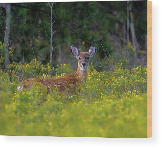 Wildlife Wood Print featuring the photograph Alert Fawn by Cathy Kovarik