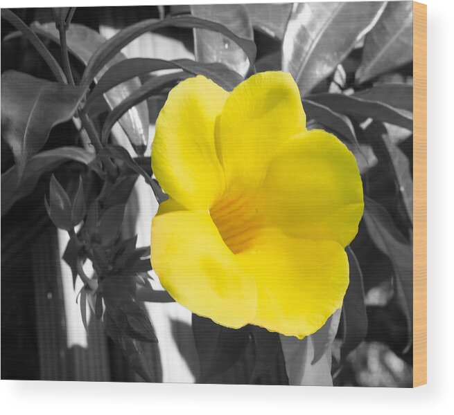 Yellow Wood Print featuring the photograph Allamanda Golden Butterfly with a Black and White Background at the Florida Botanical Gardens by L Bosco