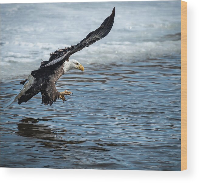 Eagle Wood Print featuring the photograph Almost Got it by Laura Hedien