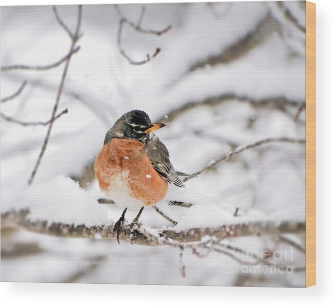 Robin Wood Print featuring the photograph American Robin in the Snow by Kerri Farley