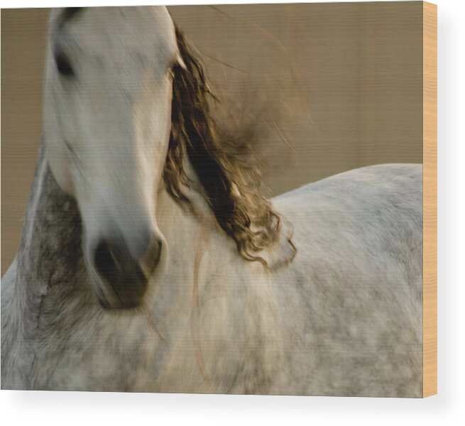 Andalusia Wood Print featuring the photograph Americano 1 by Catherine Sobredo