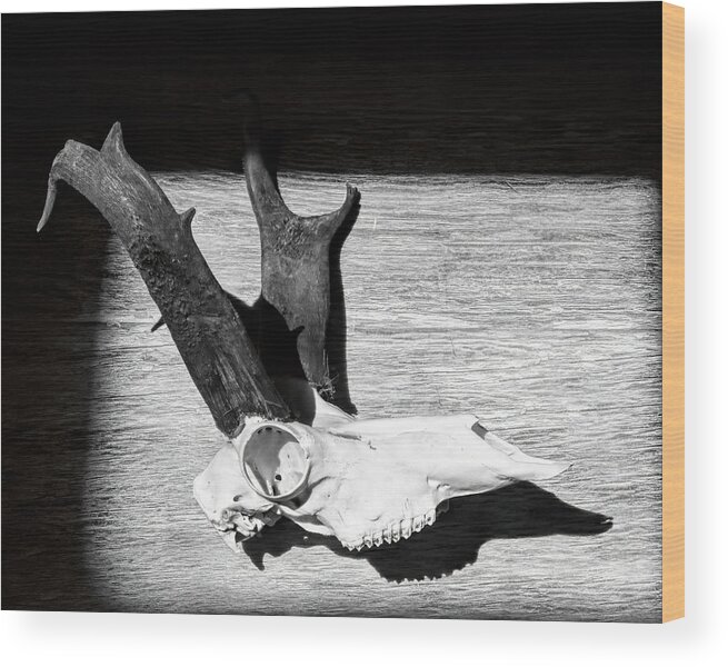 Kansas Wood Print featuring the photograph Antelope 001 by Rob Graham