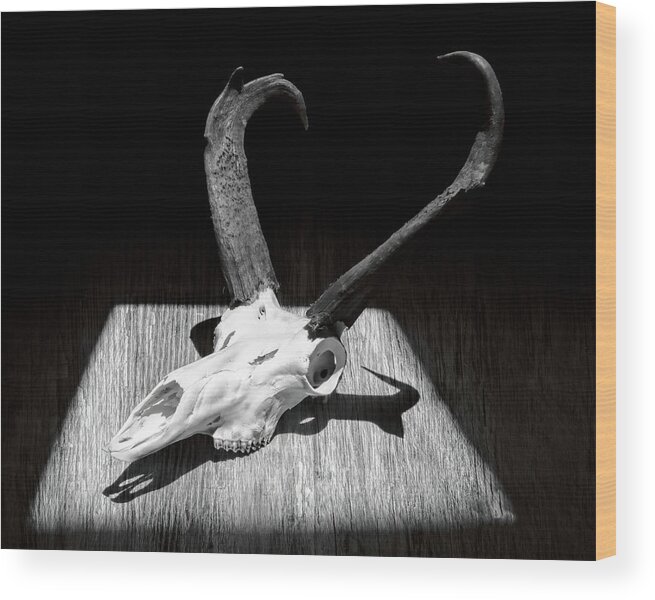 Kansas Wood Print featuring the photograph Antelope 003 by Rob Graham