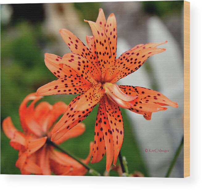 Flower Wood Print featuring the photograph Asian Tiger Lily by Kae Cheatham