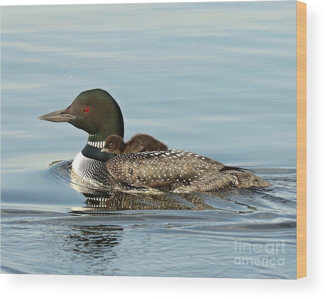 Loon Wood Print featuring the photograph Baby on Moms back by Heather King